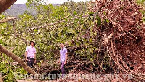 Mưa bão tối ngày 30/4 gây nhiều thiệt hại tại các xã Trung Minh, Hùng Lợi, Đạo Viện