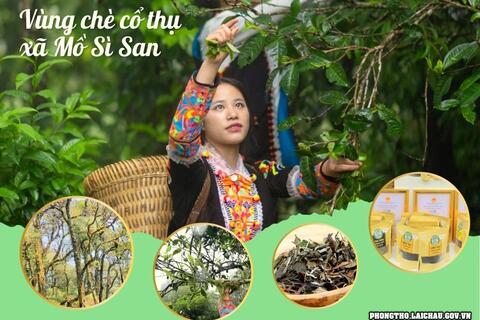 Phong Thổ bảo tồn và phát triển chè cổ thụ