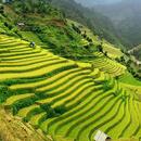 Hợp LV
